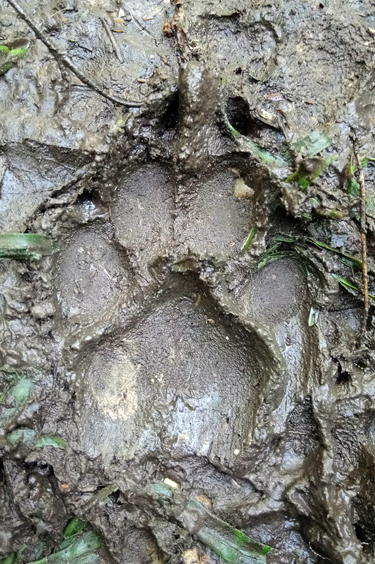 Foot print in the mud